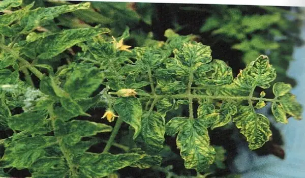 How Can Plant Resilience to Diseases Be Impro..