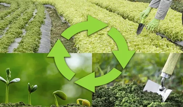 How Does Crop Rotation Aid in Disease Managem..