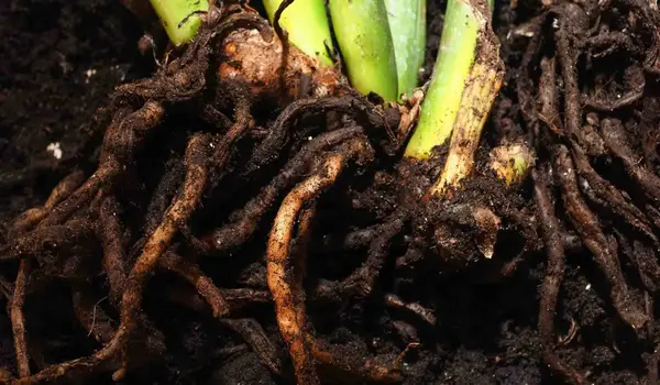 What Are the Indicators of Root Rot, and How ..