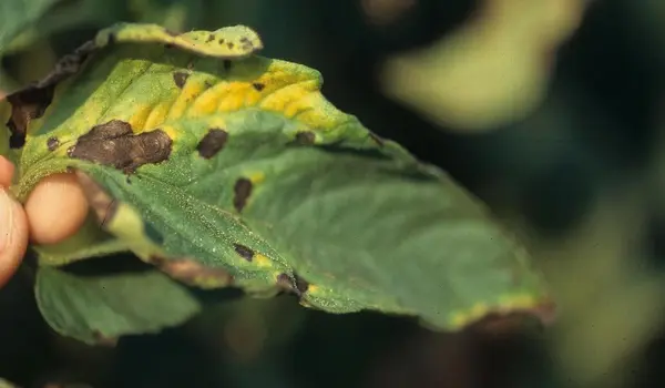 What Are the Common Bacterial Diseases Affect..
