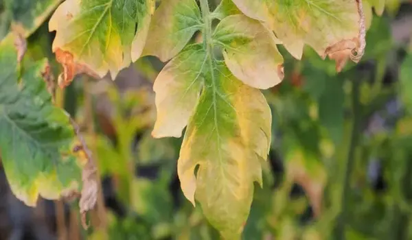 How Can Nutrient Deficiencies in Plants Be Id..