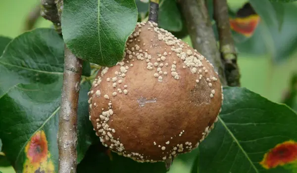 How Can Fungal Infections in Plants Be Effect..