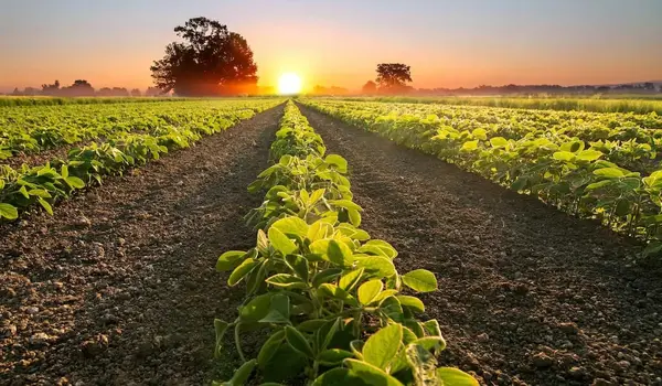 How Does Double Shakti Improve Crop Productiv..