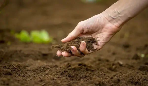 How does KMB enhance potash mobilization in s..