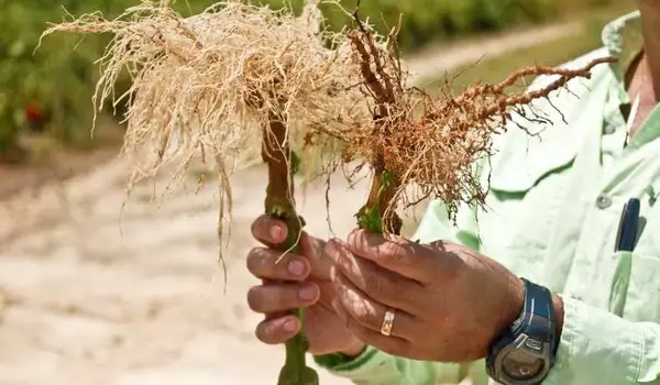 What are the advantages of using Unicorp Gold..