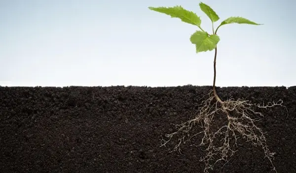 How Root Intensifiers Help Plants?