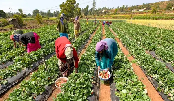 Challenges and Solutions in Organic Farming.