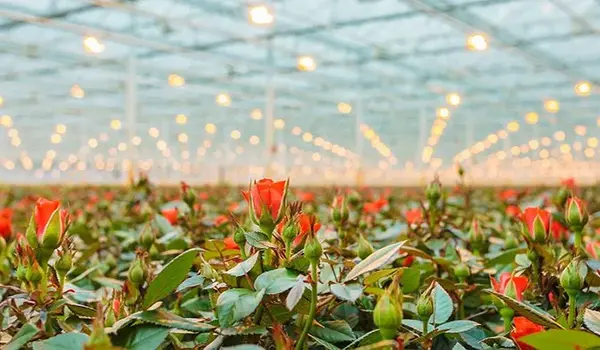 How does Flowering Stimulant work?