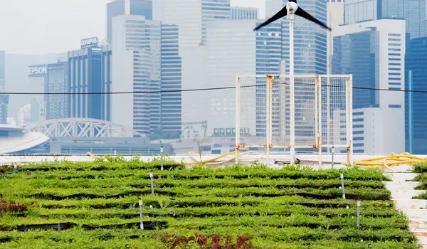 The Future of Urban Farming and Its Benefits