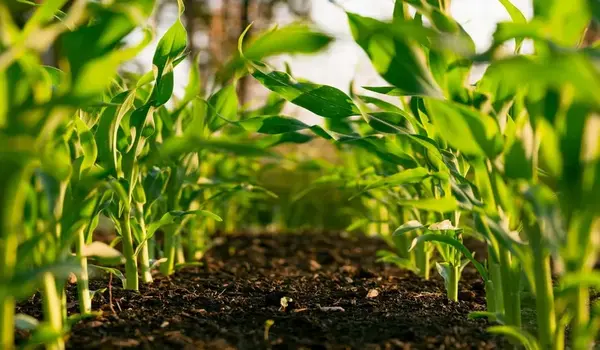 What are the long-term benefits of using natu..