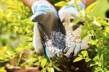 How often should NPK fertilizers be applied t..