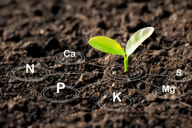 Enhancing Crop Productivity Through Soil Heal..