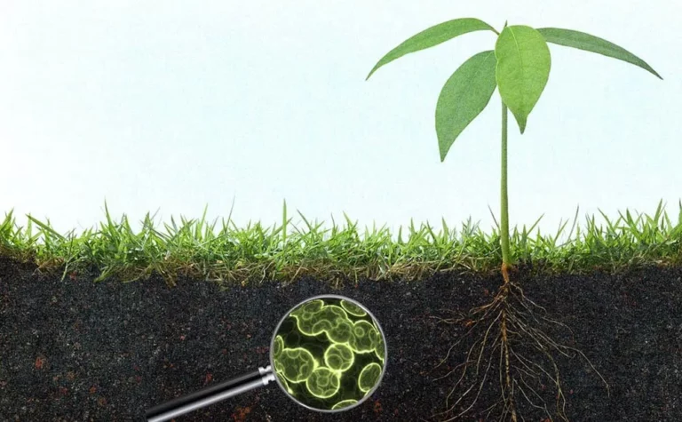Understanding the Impact of Fertilizers on So..