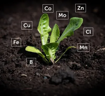 Unlocking Plant Potential: The Importance of ..