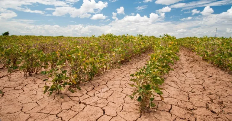 A crop struggling in dry, cracked soil