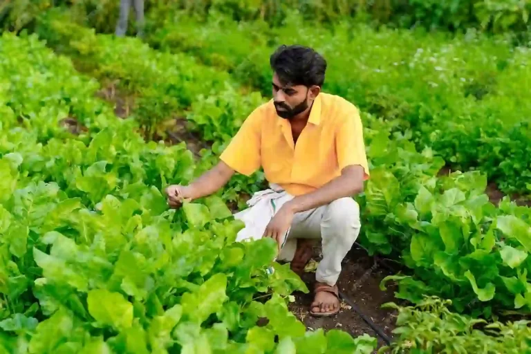 A grower inspecting a healthy leafy vegetable crop
