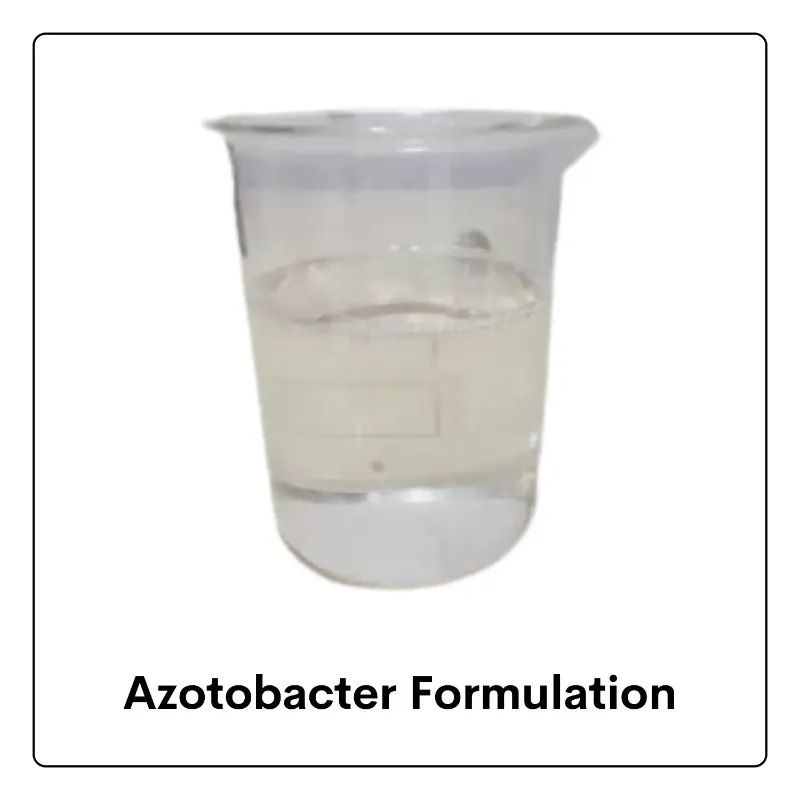 Azotobacter Biofertilizer