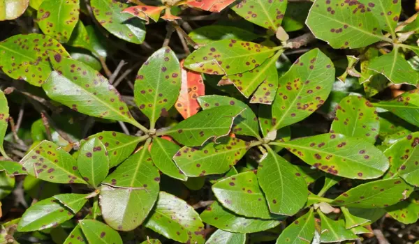 bacterial leaf spot