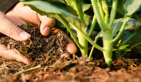 Enhance Soil Fertility